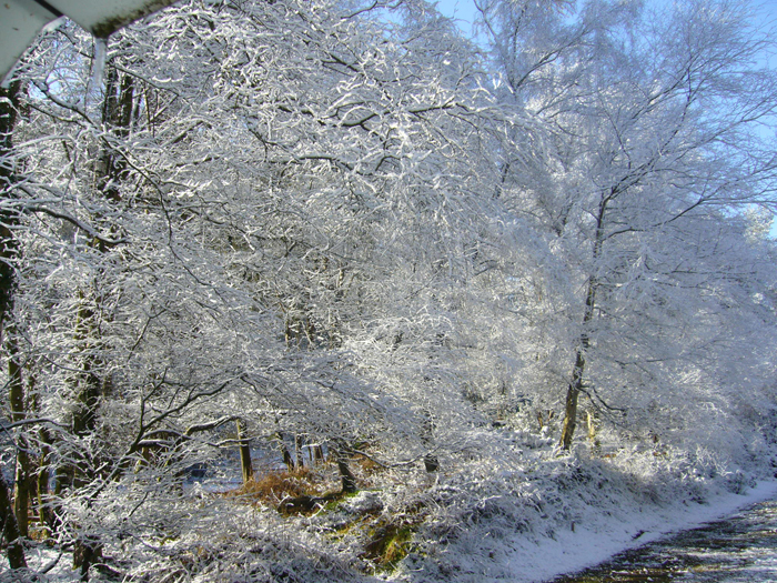 Snow-covered trees on the Chipperfield Ranges.