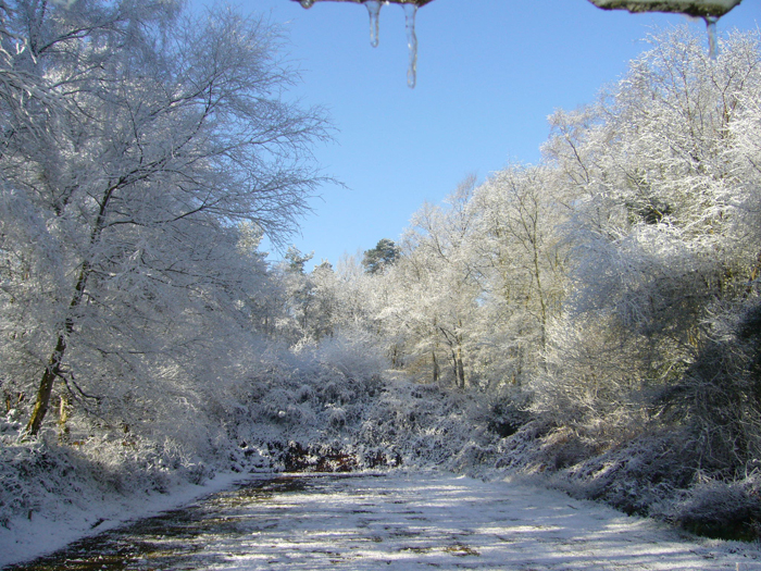 Snow-covered trees on the Chipperfield Ranges.